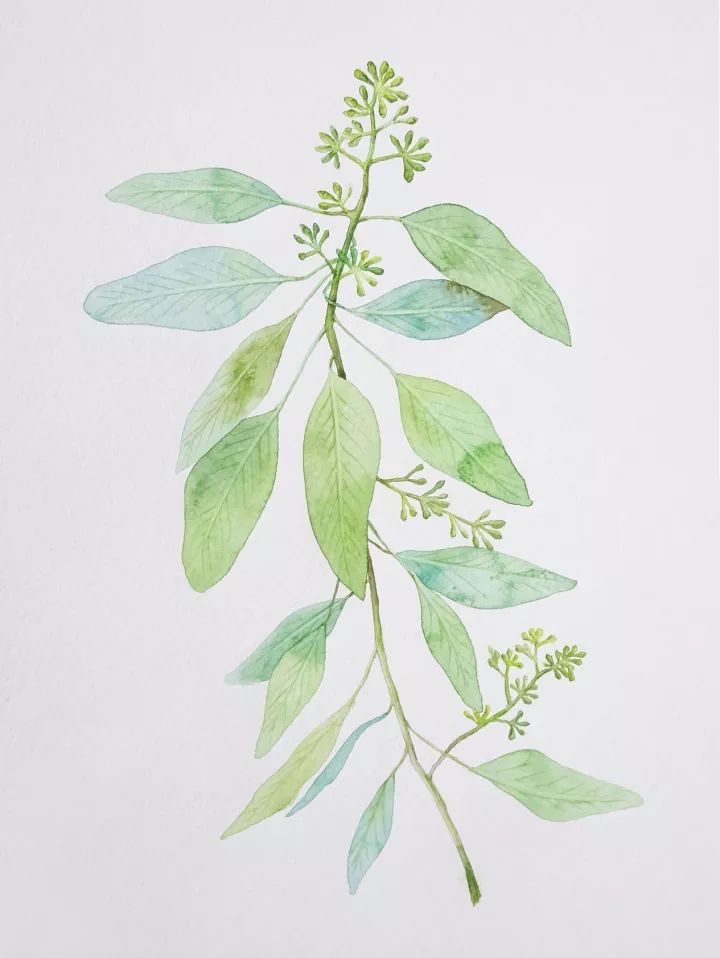 四季水彩花卉插畫(huà)，驚艷唯美!