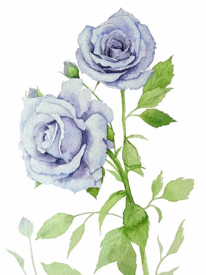 四季水彩花卉插畫(huà)，驚艷唯美!