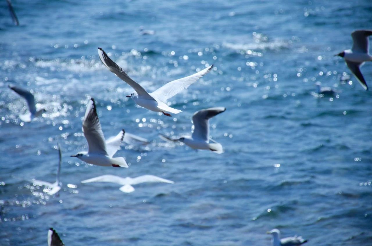 青島·町舍，風(fēng)花雪月的景卻歷久彌新！