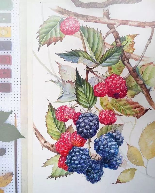 超逼真的水彩手繪插畫，小清新植物插畫圖片