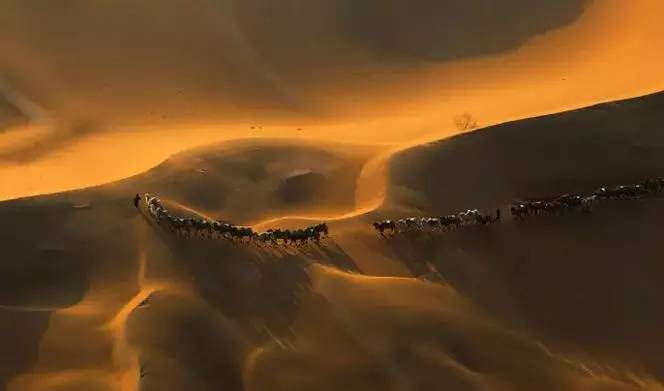 《天邊的駱駝》，震撼的沙漠風(fēng)景之美!