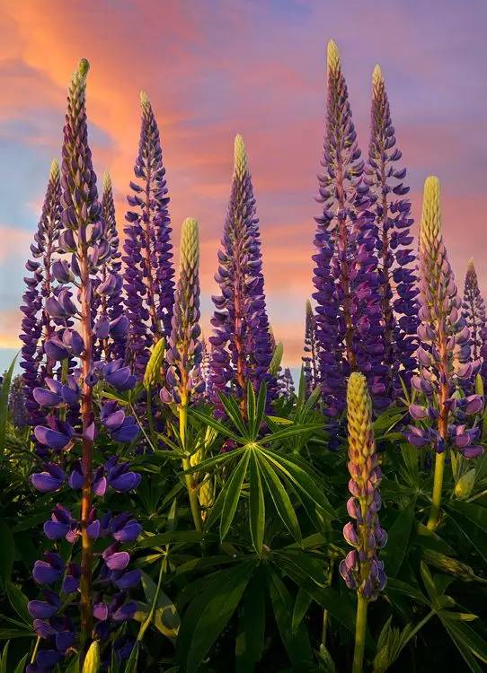 最美風景《魯冰花》，送給母親的花！