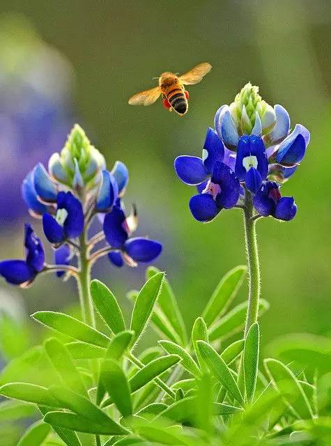 最美風景《魯冰花》，送給母親的花！
