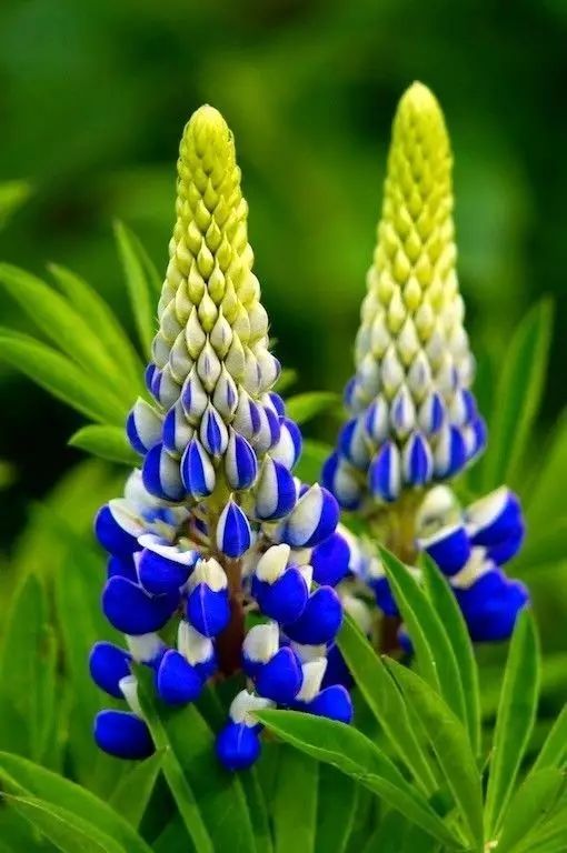 最美風(fēng)景《魯冰花》，送給母親的花！