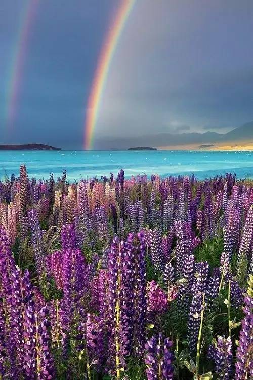 最美風(fēng)景《魯冰花》，送給母親的花！