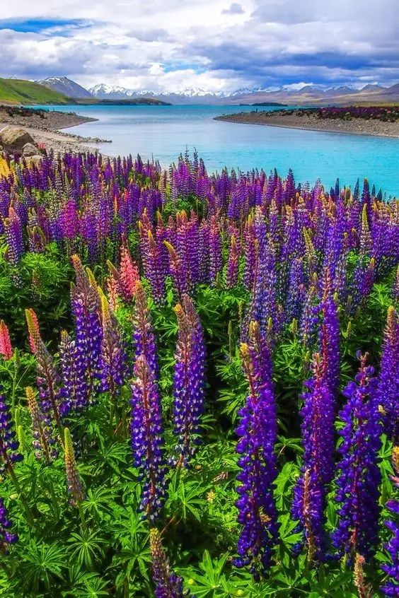 最美風(fēng)景《魯冰花》，送給母親的花！