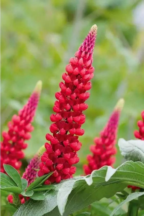 最美風(fēng)景《魯冰花》，送給母親的花！