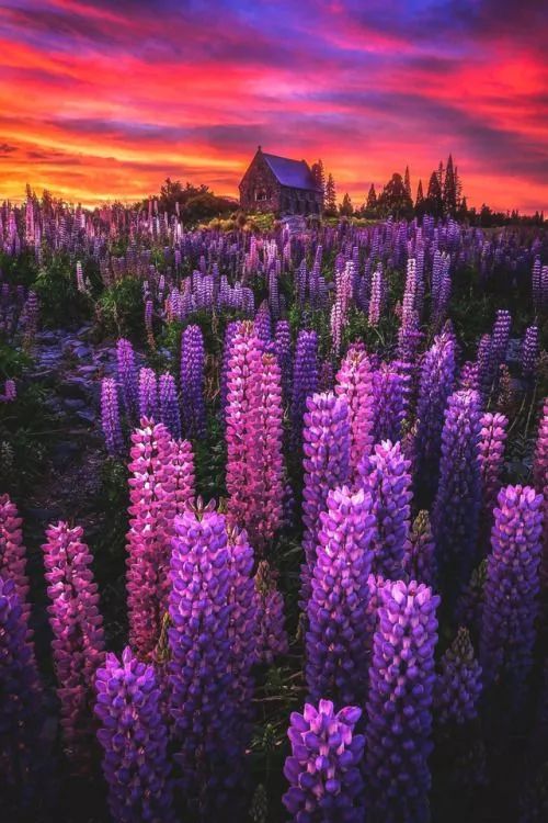 最美風(fēng)景《魯冰花》，送給母親的花！