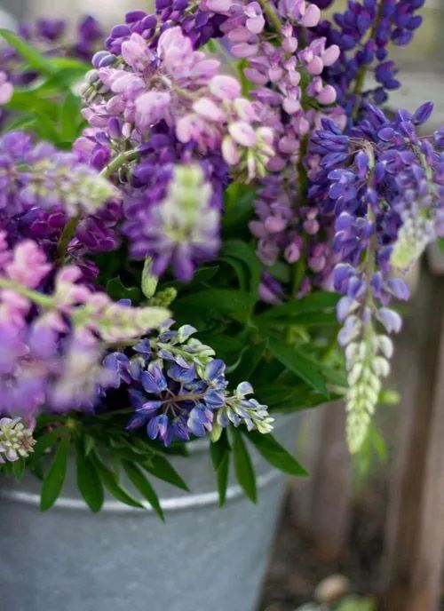 最美風(fēng)景《魯冰花》，送給母親的花！