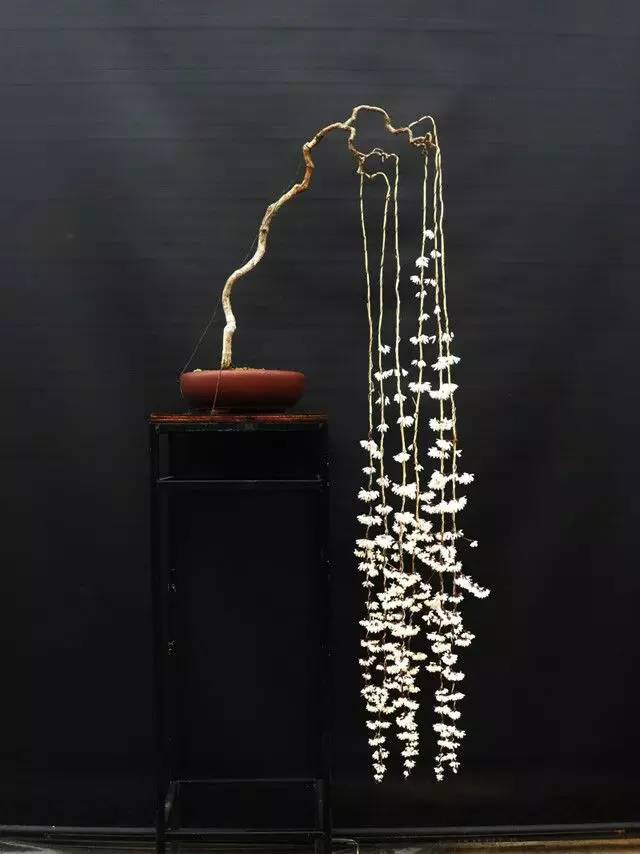 頂級盆景藝術(shù)，一種讓世人驚嘆的美！