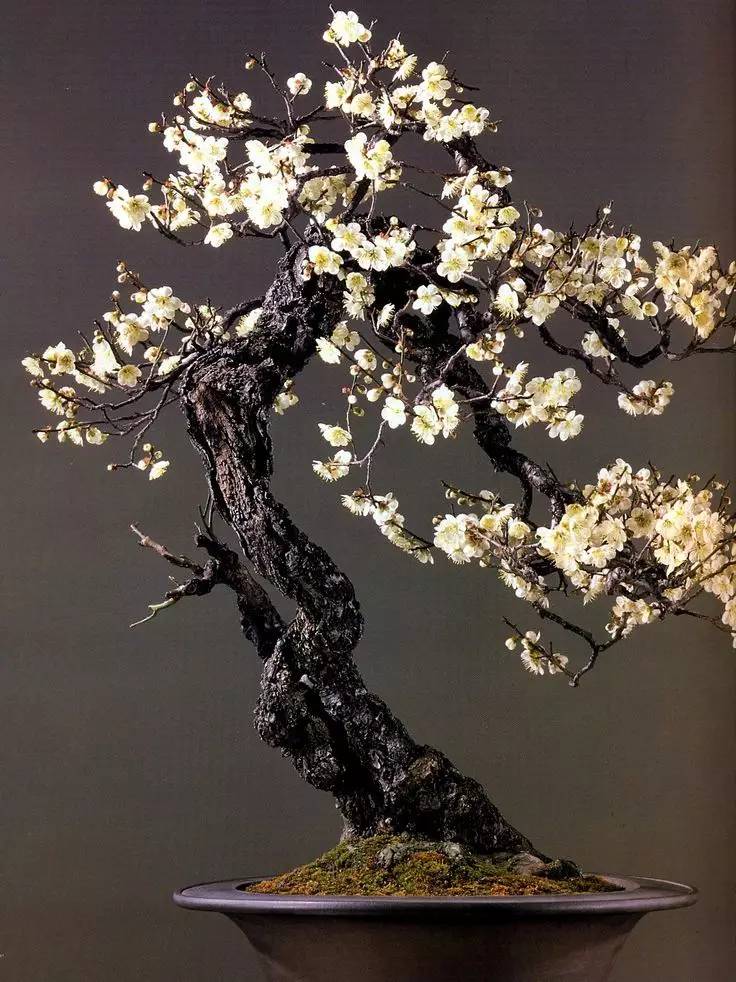 頂級盆景藝術(shù)，一種讓世人驚嘆的美！