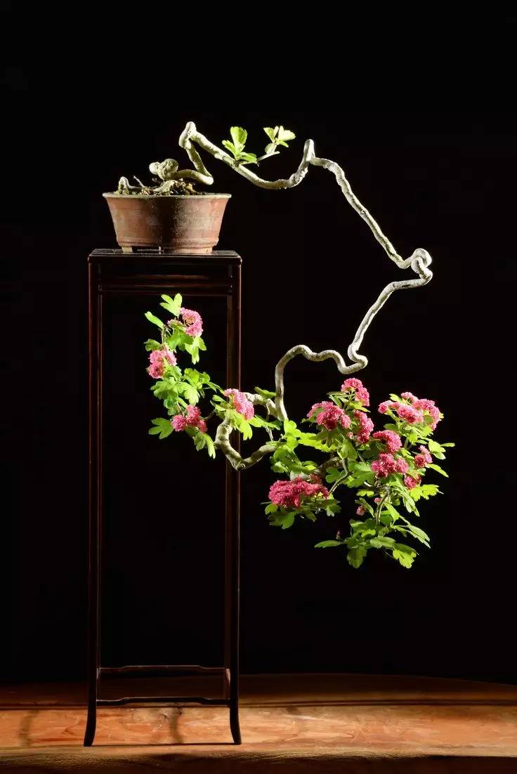 頂級盆景藝術(shù)，一種讓世人驚嘆的美！