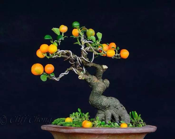 頂級盆景藝術(shù)，一種讓世人驚嘆的美！