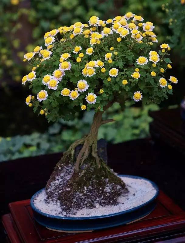 頂級盆景藝術(shù)，一種讓世人驚嘆的美！