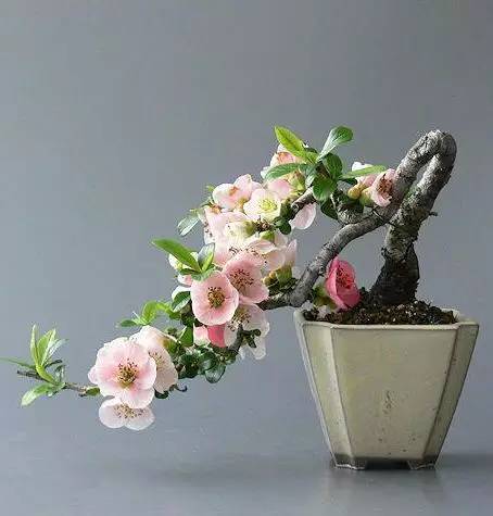 頂級盆景藝術(shù)，一種讓世人驚嘆的美！