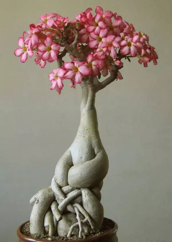 頂級盆景藝術(shù)，一種讓世人驚嘆的美！