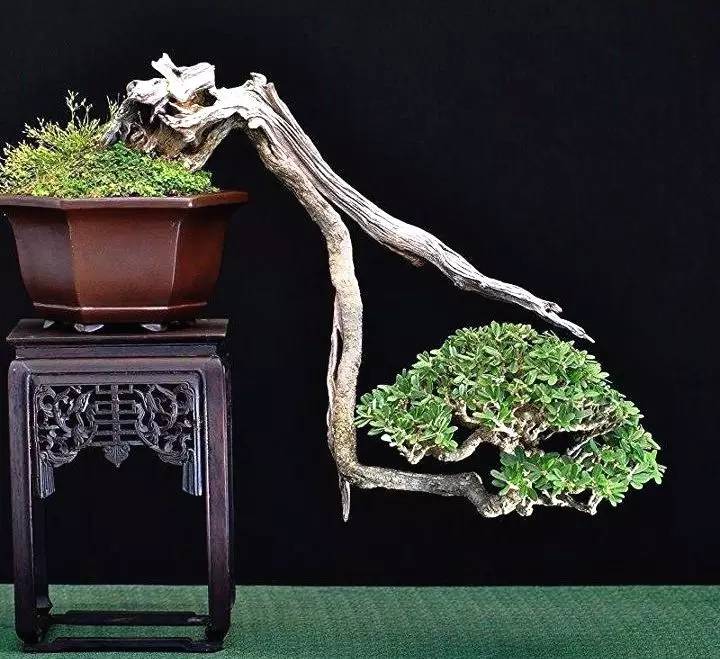 頂級盆景藝術(shù)，一種讓世人驚嘆的美！