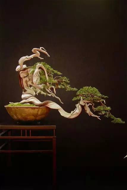 頂級盆景藝術(shù)，一種讓世人驚嘆的美！