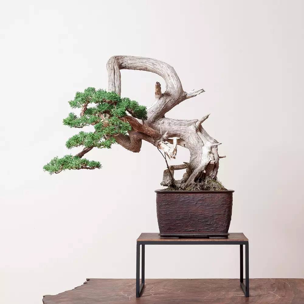 頂級(jí)盆景藝術(shù)，一種讓世人驚嘆的美！