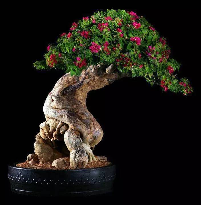 頂級(jí)盆景藝術(shù)，一種讓世人驚嘆的美！