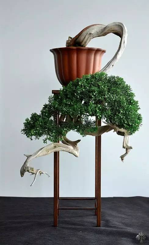 頂級盆景藝術(shù)，一種讓世人驚嘆的美！