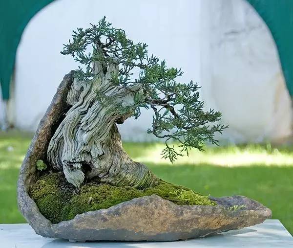 頂級(jí)盆景藝術(shù)，一種讓世人驚嘆的美！