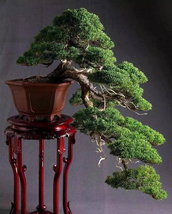 頂級盆景藝術(shù)，一種讓世人驚嘆的美！