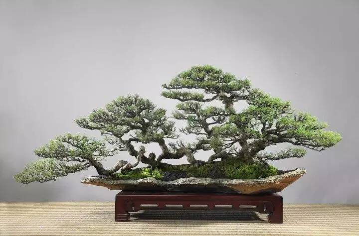 頂級(jí)盆景藝術(shù)，一種讓世人驚嘆的美！