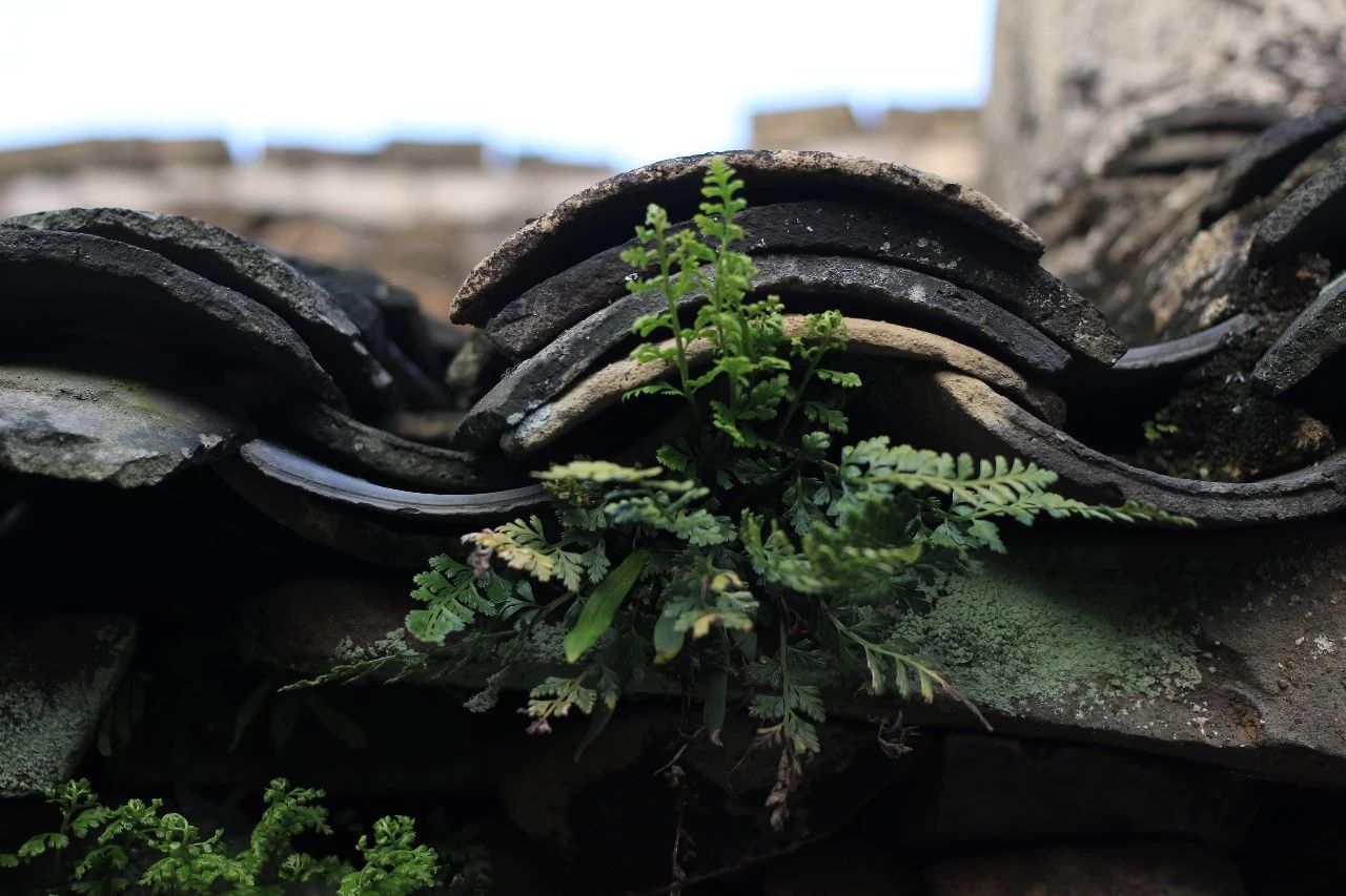 九熹·大樂(lè)之野，流水的大樂(lè)之野鐵打的小白墻