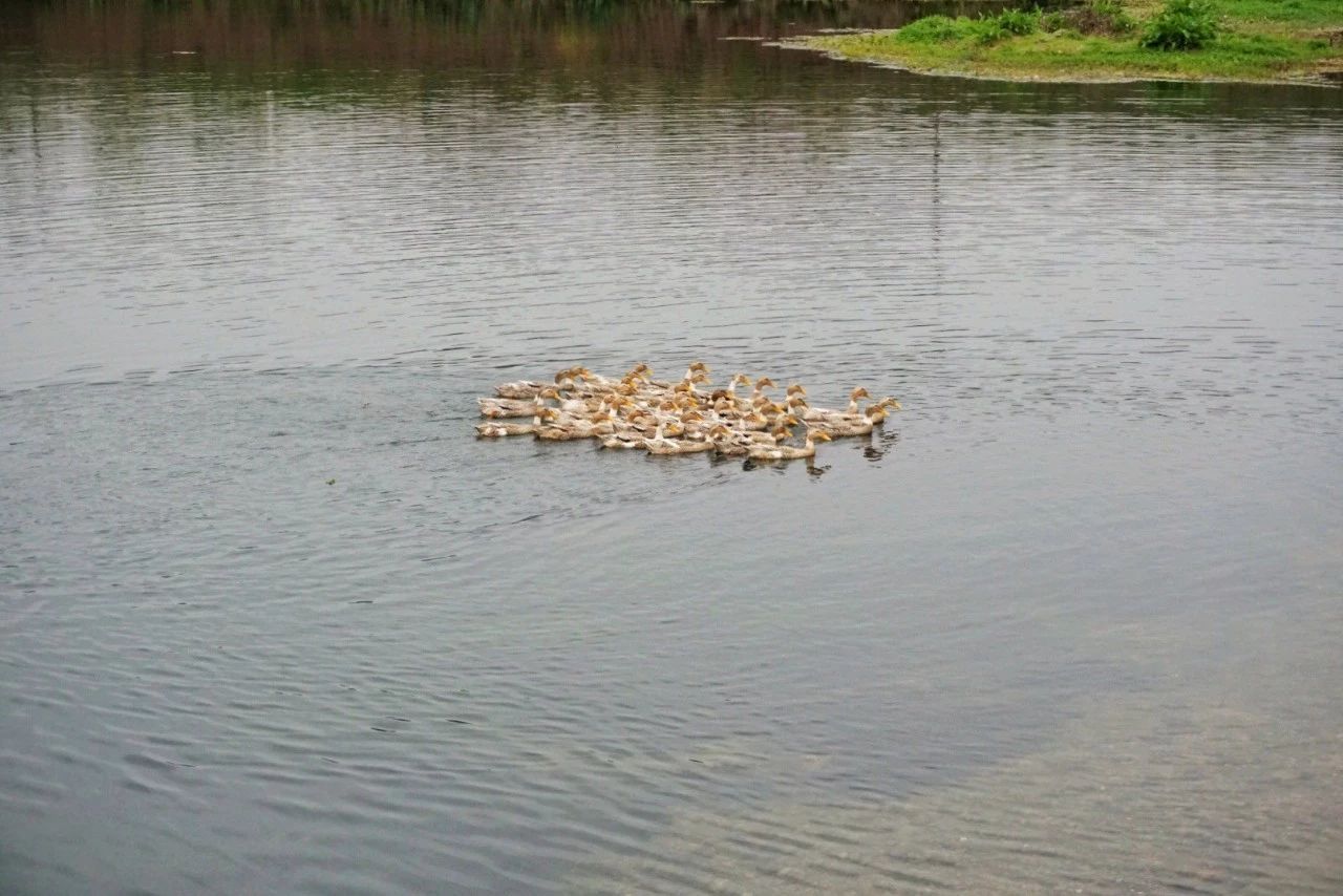 九熹·大樂(lè)之野，流水的大樂(lè)之野鐵打的小白墻