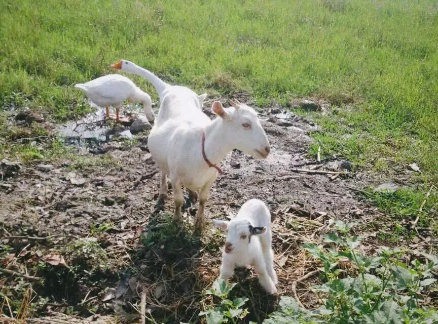 黃山·東田別野，日出而作日落而息的時(shí)光野