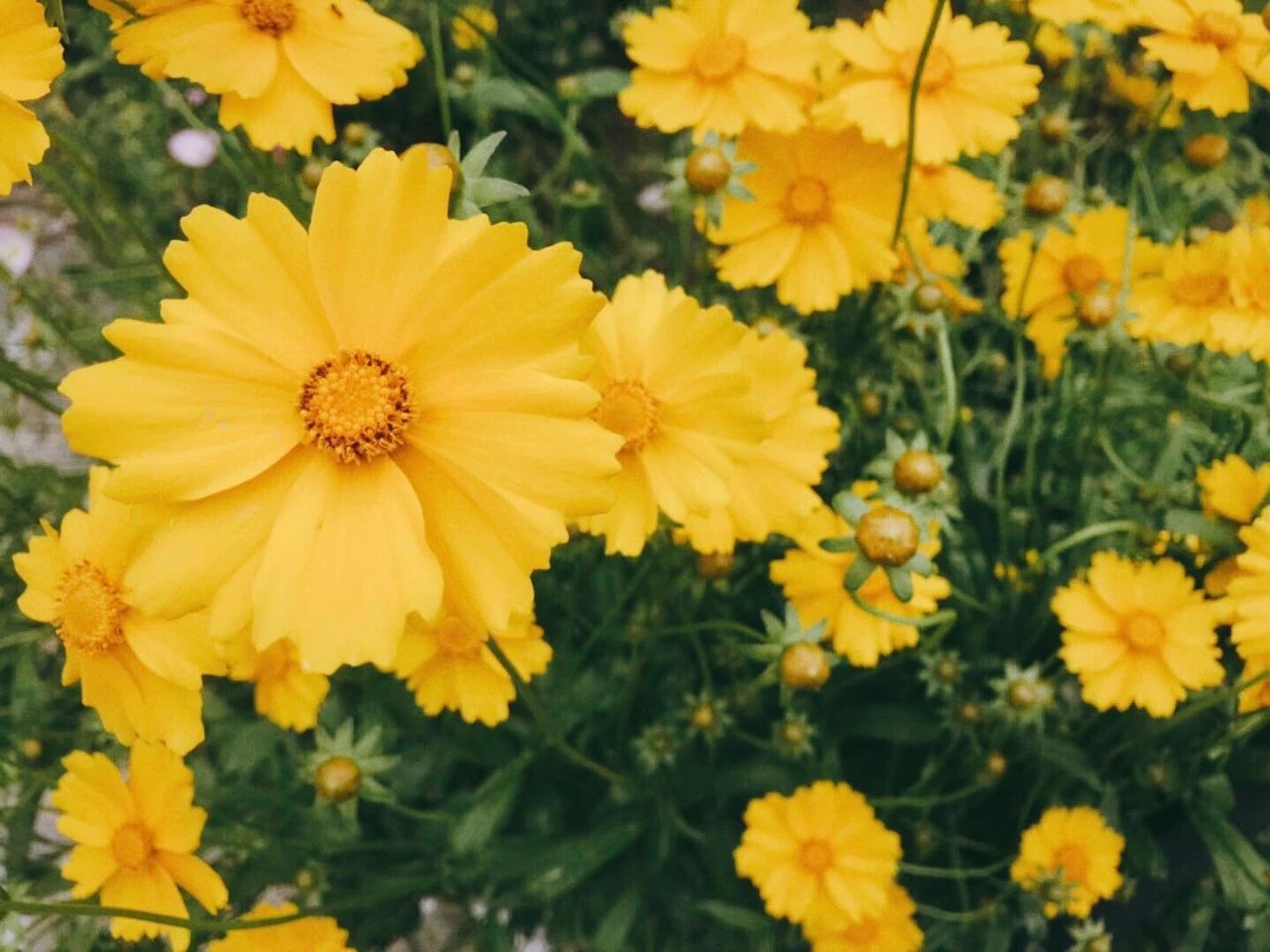黃山·東田別野，日出而作日落而息的時光野