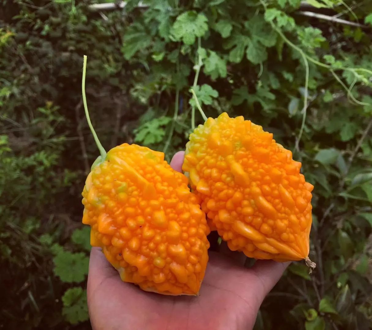 黃山·東田別野，日出而作日落而息的時光野