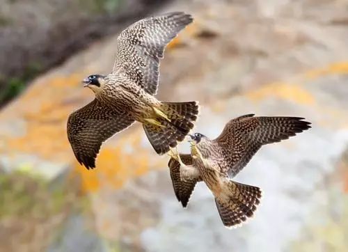 傳說中的比翼雙飛，美景美哉!