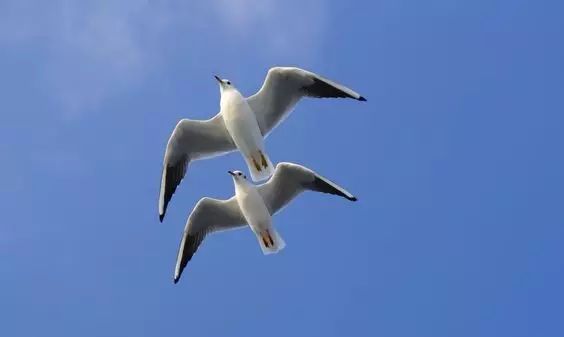 傳說中的比翼雙飛，美景美哉!