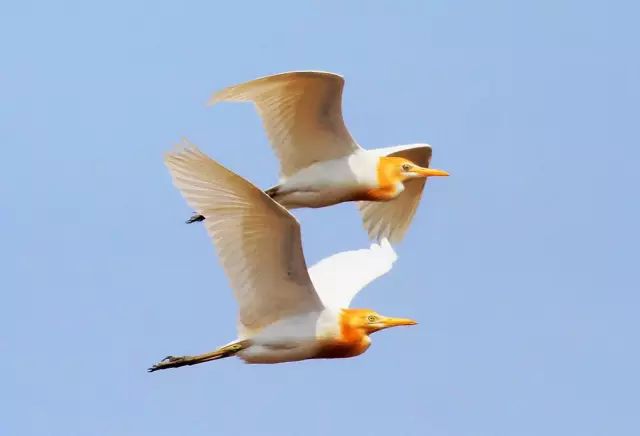 傳說中的比翼雙飛，美景美哉!