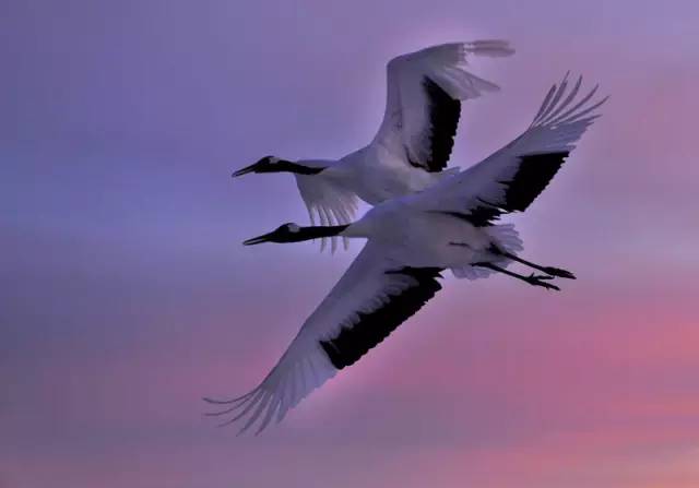 傳說中的比翼雙飛，美景美哉!