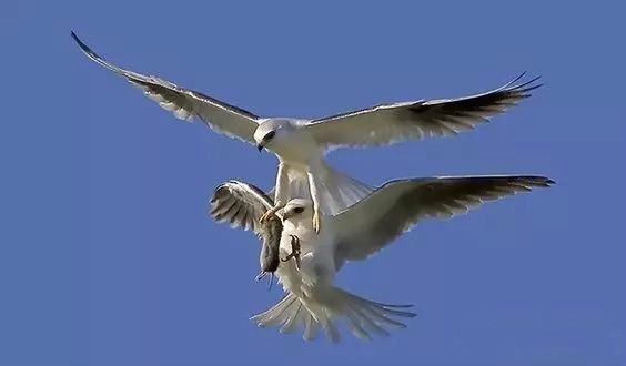 傳說中的比翼雙飛，美景美哉!