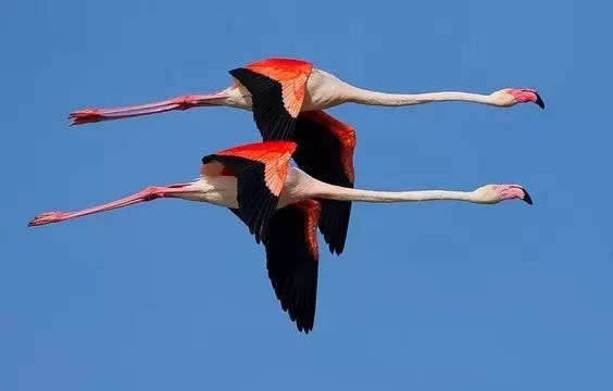 傳說中的比翼雙飛，美景美哉!