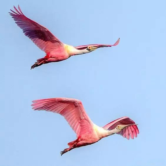 傳說中的比翼雙飛，美景美哉!