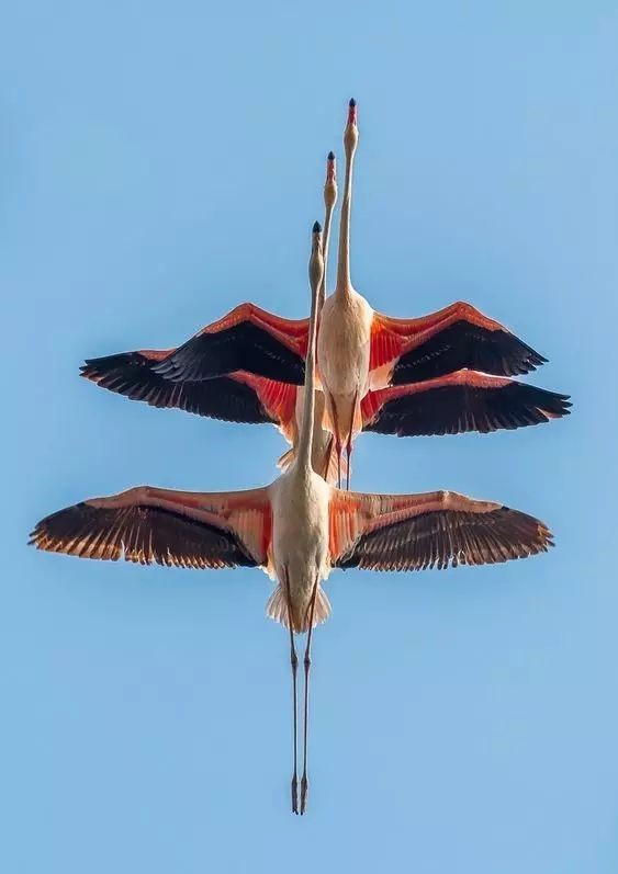 傳說中的比翼雙飛，美景美哉!