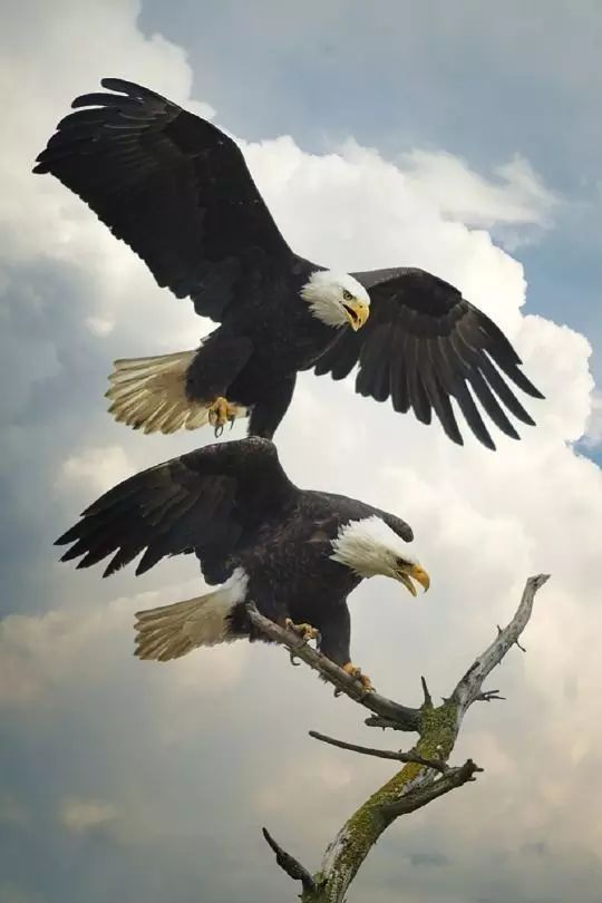 傳說中的比翼雙飛，美景美哉!