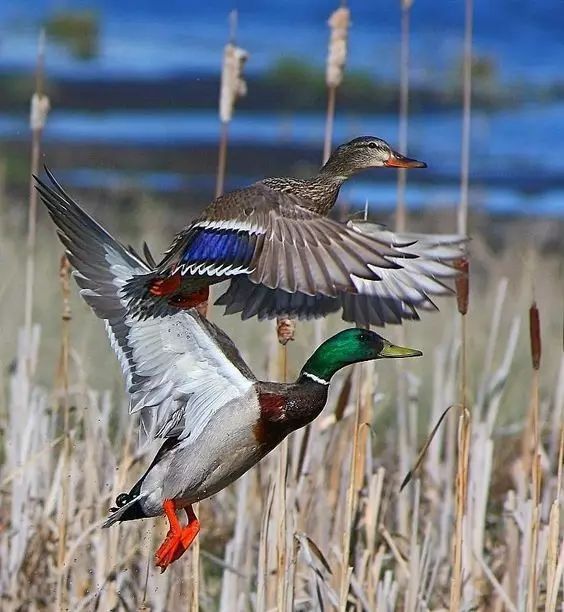 傳說中的比翼雙飛，美景美哉!