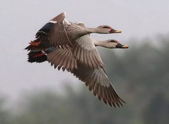 傳說中的比翼雙飛，美景美哉!