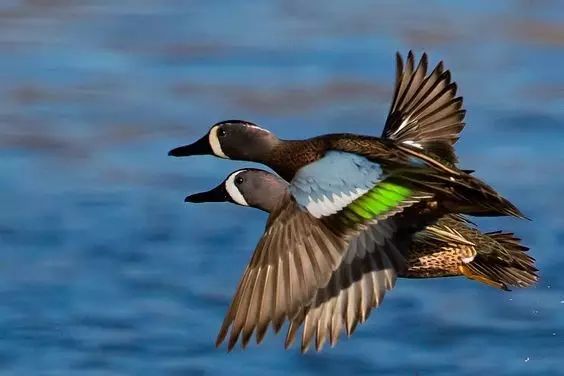 傳說中的比翼雙飛，美景美哉!