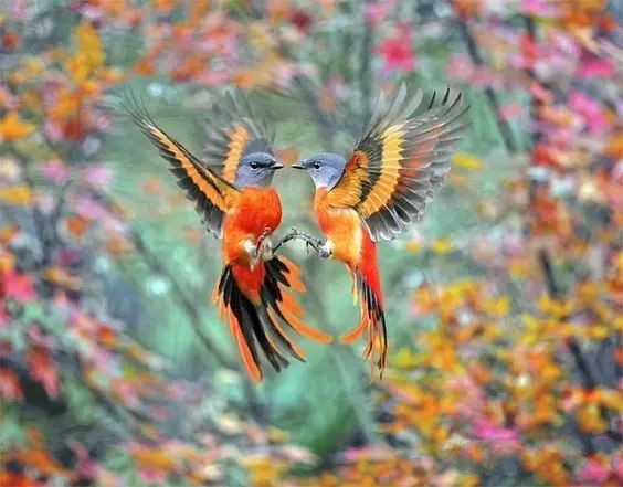 傳說中的比翼雙飛，美景美哉!