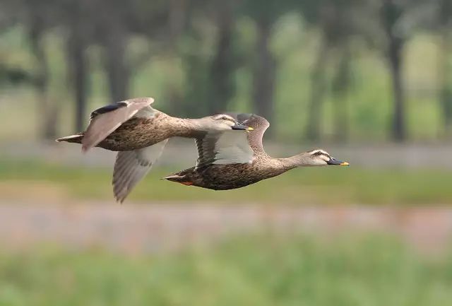 傳說中的比翼雙飛，美景美哉!