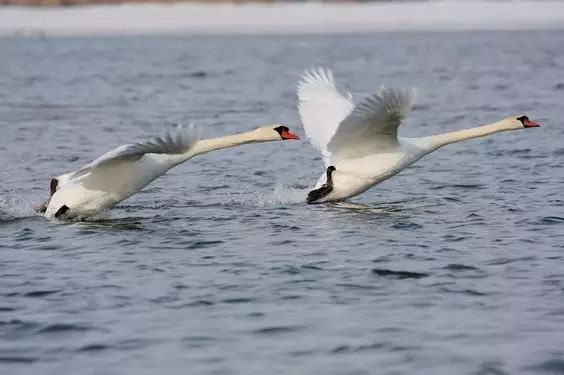 傳說中的比翼雙飛，美景美哉!