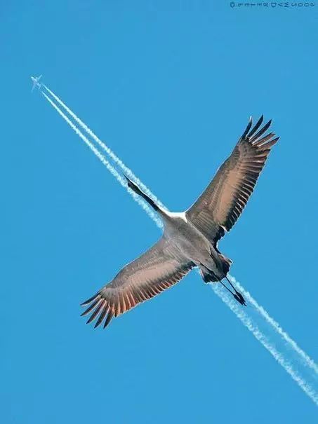 傳說中的比翼雙飛，美景美哉!