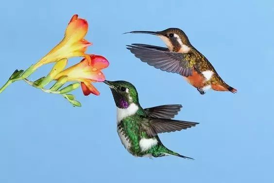 傳說中的比翼雙飛，美景美哉!